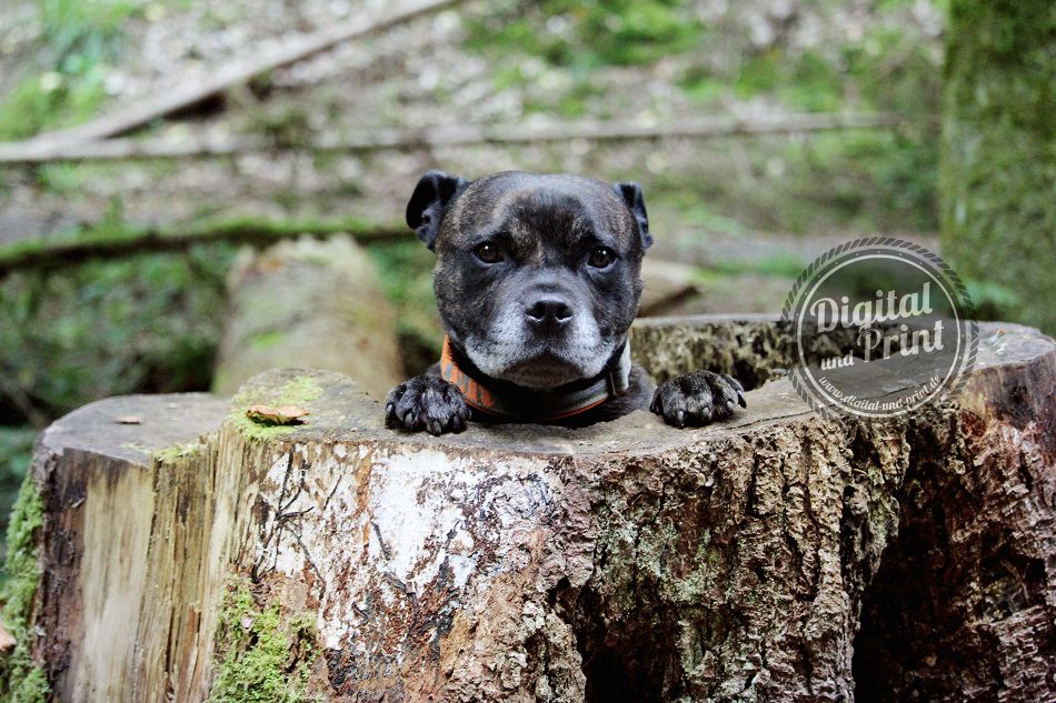 hundefotografie maulbronn