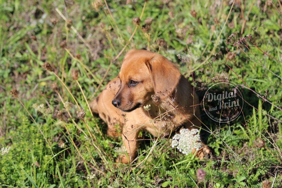 hundefotografie maulbronn